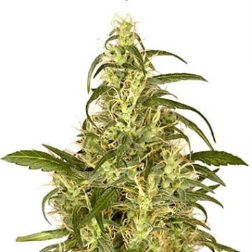 Skunk #II Feminized cannabis flower bud by Dutch Passion