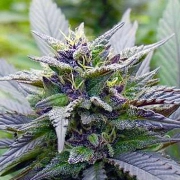 Skywalker Feminized cannabis flower bud by Dutch Passion