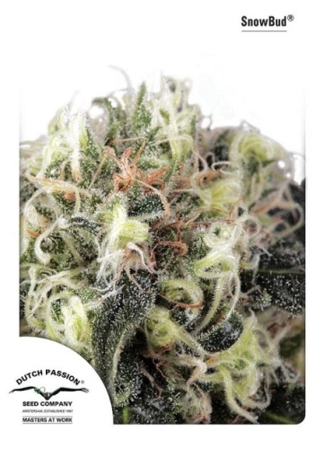 Snow Bud Feminized cannabis flower bud by Dutch Passion