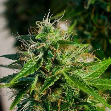 Snow Storm #2 Autoflowering cannabis flower bud by Dutch Passion