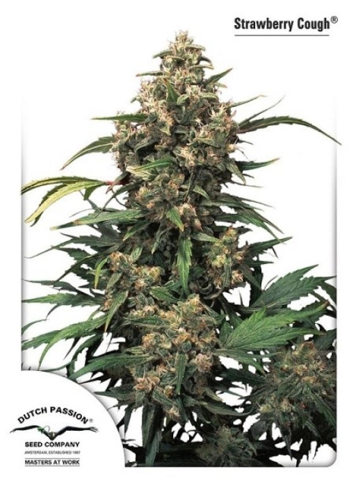 Strawberry Cough – Dutch Passion – Feminized