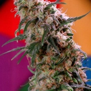 Super Haze Feminized cannabis flower bud by Dutch Passion