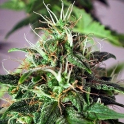 Taiga Autoflowering cannabis flower bud by Dutch Passion