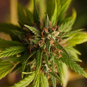 Trance Feminized cannabis flower bud by Dutch Passion