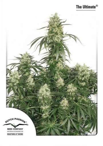 Ultimate Feminized cannabis flower bud by Dutch Passion