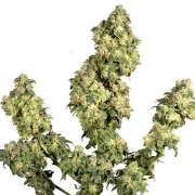 Ultra Skunk Feminized cannabis flower bud by Dutch Passion