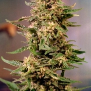 Voodoo Feminized cannabis flower bud by Dutch Passion