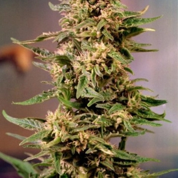 Voodoo Feminized cannabis flower bud by Dutch Passion