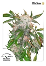 White Widow Feminized cannabis flower bud by Dutch Passion