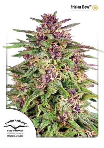 Frisian Dew Feminized cannabis flower bud by Dutch Passion