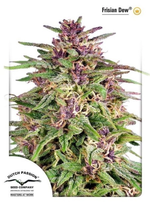 Frisian Dew – Dutch Passion – Feminized