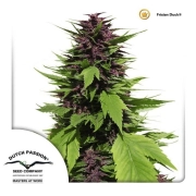 Frisian Duck Feminized cannabis flower bud by Dutch Passion