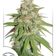 Glueberry OG Feminized cannabis flower bud by Dutch Passion