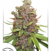 Glueberry OG Auto Autoflowering cannabis flower bud by Dutch Passion