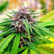 Hollands Hope Feminized cannabis flower bud by Dutch Passion