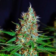 Jorge's Diamond #1 Feminized cannabis flower bud by Dutch Passion