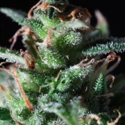 La Lybella Feminized cannabis flower bud by Dutch Passion