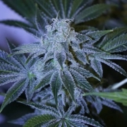 Night Queen Feminized cannabis flower bud by Dutch Passion