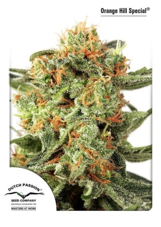 Orange HIll Special – Dutch Passion – Feminized