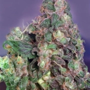 Original Flo Feminized cannabis flower bud by Dutch Passion