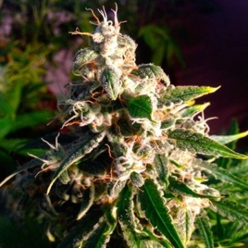 Think Different Autoflowering cannabis flower bud by Dutch Passion