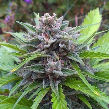 Tundra Feminized cannabis flower bud by Dutch Passion