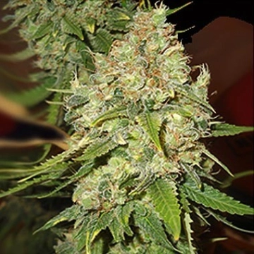 Blackberry OG Feminized cannabis flower bud by Emerald Triangle