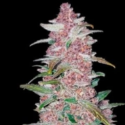 Blackberry Auto Autoflowering cannabis flower bud by FastBuds Seeds