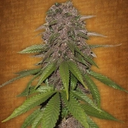 C4 Auto Autoflowering cannabis flower bud by FastBuds Seeds