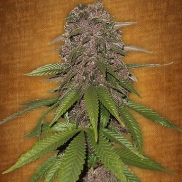 C4 Auto Autoflowering cannabis flower bud by FastBuds Seeds
