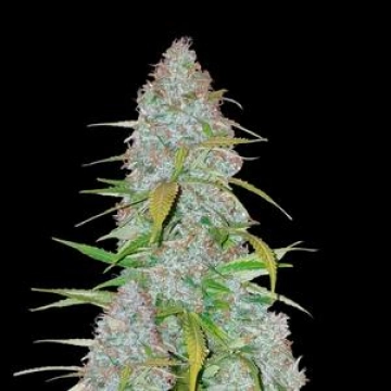 Californian Snow Auto Autoflowering cannabis flower bud by FastBuds Seeds