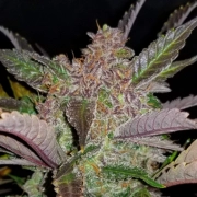 Cream Cookies Auto Autoflowering cannabis flower bud by FastBuds Seeds