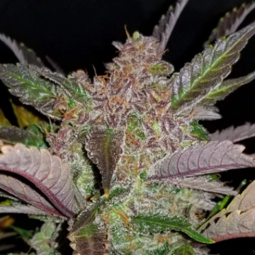 Cream Cookies Auto Autoflowering cannabis flower bud by FastBuds Seeds
