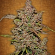 Crystal Meth Auto Feminized cannabis flower bud by FastBuds Seeds