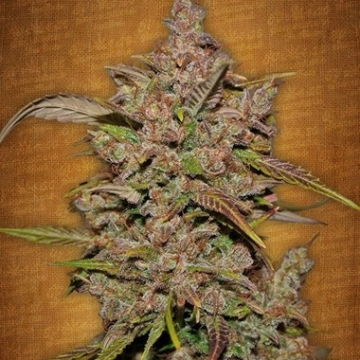 Crystal Meth Auto Feminized cannabis flower bud by FastBuds Seeds