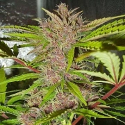 Fastberry Auto Autoflowering cannabis flower bud by FastBuds Seeds