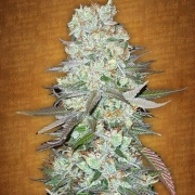 G14 Auto Autoflowering cannabis flower bud by FastBuds Seeds
