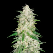 Gelato Auto Autoflowering cannabis flower bud by FastBuds Seeds