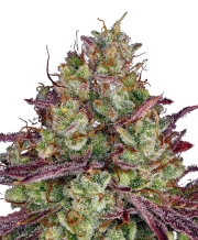 Girl Scout Cookies Auto Autoflowering cannabis flower bud by FastBuds Seeds