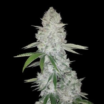 Gorilla Glue Auto Autoflowering cannabis flower bud by FastBuds Seeds