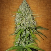 Grapefruit Auto Autoflowering cannabis flower bud by FastBuds Seeds