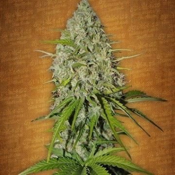 Grapefruit Auto Autoflowering cannabis flower bud by FastBuds Seeds