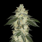 Green Crack Auto Autoflowering cannabis flower bud by FastBuds Seeds