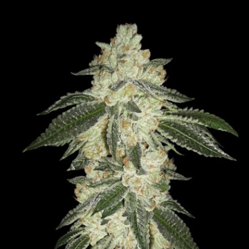 Green Crack Auto Auto cannabis flower bud by FastBuds Seeds