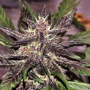 LSD-25 Auto Autoflowering cannabis flower bud by FastBuds Seeds