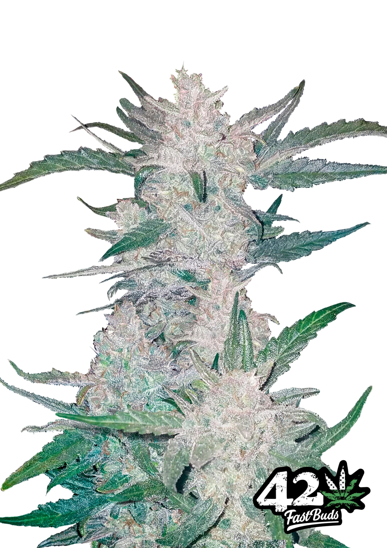 Mexican Airlines – FastBuds – Autoflowering