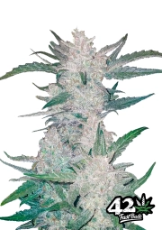Mexican Airlines Autoflowering cannabis flower bud by FastBuds Seeds