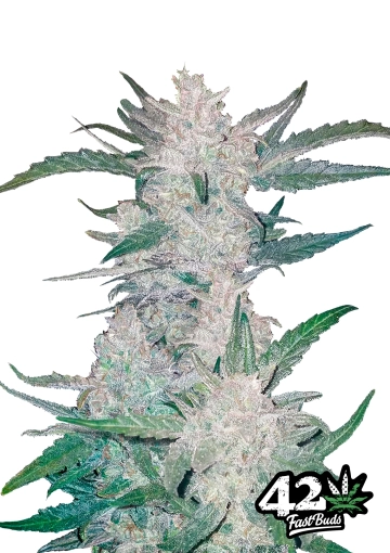 Mexican Airlines Autoflowering cannabis flower bud by FastBuds Seeds