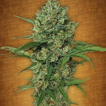 Northern Express Auto Autoflowering cannabis flower bud by FastBuds Seeds