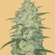 Original Auto White Widow Autoflowering cannabis flower bud by FastBuds Seeds